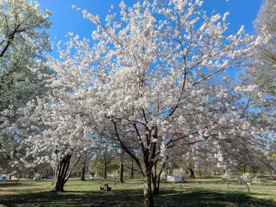 It's the final day that Philly's cherry blossoms are in peak bloom — here are photos from Fairmount Park